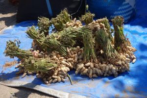 bunch of fresh and row peanuts sold on the market in Lombok island, Indonesia