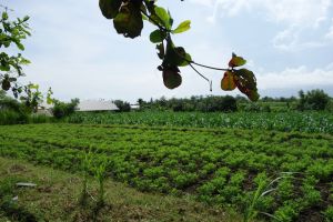 peanut field on Bali island, Indonesia