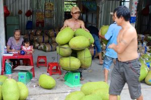 příprava Jack fruit na export v úrodné oblasti delty řeky Mekong ve Vietnamu