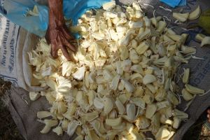 Jack fruit na tržišti v Midigamě na Srí Lance
