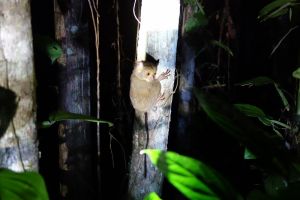 nejlepší noční trek v džungli - jeden z nejmenších primátů na světě, nártoun okatý, Borneo, Malajsie