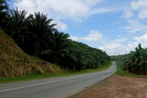 tak tady všude bývala džungle ..... dnes jsou tu samý olejový palmy, Sabah, Borneo