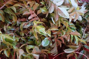 Curry leaves on traditional Sri Lankan market - by Authentic World Food