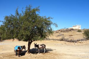 Argania spinosa - in Morocco by Authentic World Food