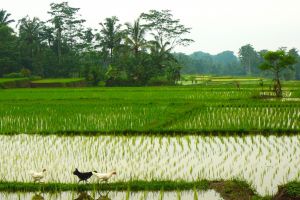 Hens on the walk around rice fields in Bali, Indonesia - by Authentic World Food