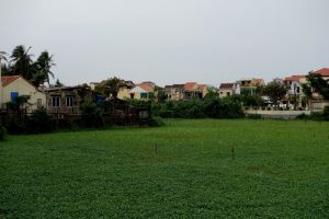 Kang kung - water spinach pod in Vietnam - Authentic World Food.