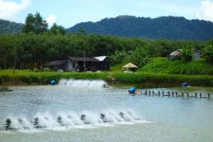 Farma na krevety v Thajsku - od Authentic World Food
