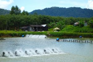 Shrimp pharm in Thailand - by Authentic World Food