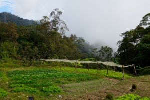 Tradiční tržiště na Bali v Indonésii, od Authentic World Food