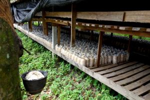 oyster mushroom farm in Thailand - by Authentic World Food