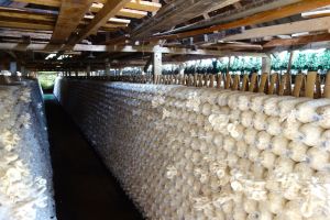 Bo on the road in oyster mushroom farm in Thailand - by Authentic World Food