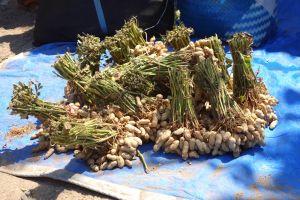 Fresh peanuts sold in bunches on traditional market Lombok, Indonesia - by Authentic World Food