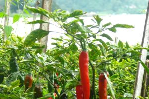 Red chilies field on Bali, Indonesia - by Authentic World Food