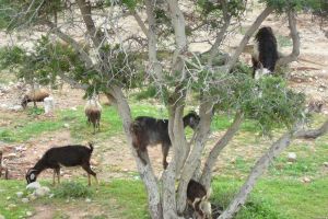 Goats, climbing on argan, Morocco - by Authentic World Food