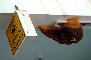 Bees settled themselves at the train station in India - by Authentic World Food