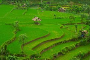 Rýžová políčka na Bali v Indonésii od Authentic World Food
