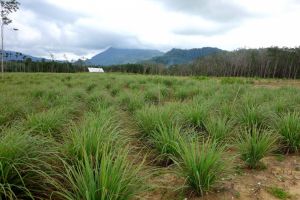 Lemongrass field in Thailand - by Authentic World Food