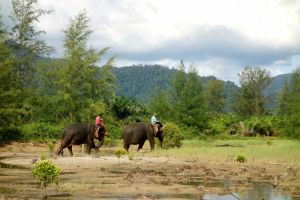 Elephants in Thailand - by Authentic World Food
