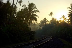 Coconut palm trees lining train tracks in Sri Lanka with sunrise - by Authentic World Food