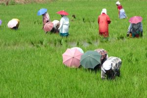 Rice growing in Kerala, India - by Authentic World Food