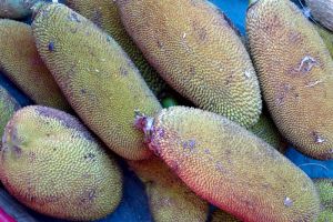 Young jackfruit (baby jack) on traditional market in Sri Lanka - by Authentic World Food