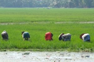 Rice growing in Kerala, India by Authentic World Food
