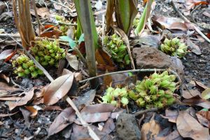 Cardamon plant in the nature - in Indonesia - by Authentic World Food