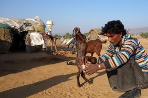 Life in a gypsy village in Rajasthan, India.