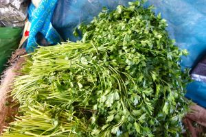 Bunch of green parsley sold on traditional Moroccan market souk - by Authentic World Food