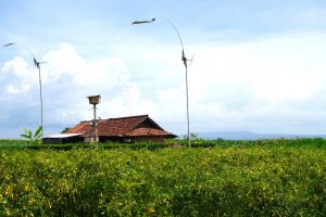 Red chilies farm in Bali, Indonesia - by Authentic World Food