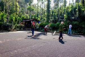 Black pepper processing in Kumily, India - by Authentic World Food