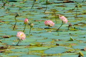 Backwaters in Kerala by Authentic World Food