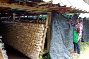 Oyster mushroom farm in Thailand by Authentic World Food