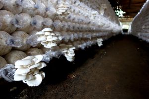Oyster mushroom farm in Thailand by Authentic World Food