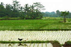 Rýžové políčko na Bali, Indonésie - od Authentic World Food